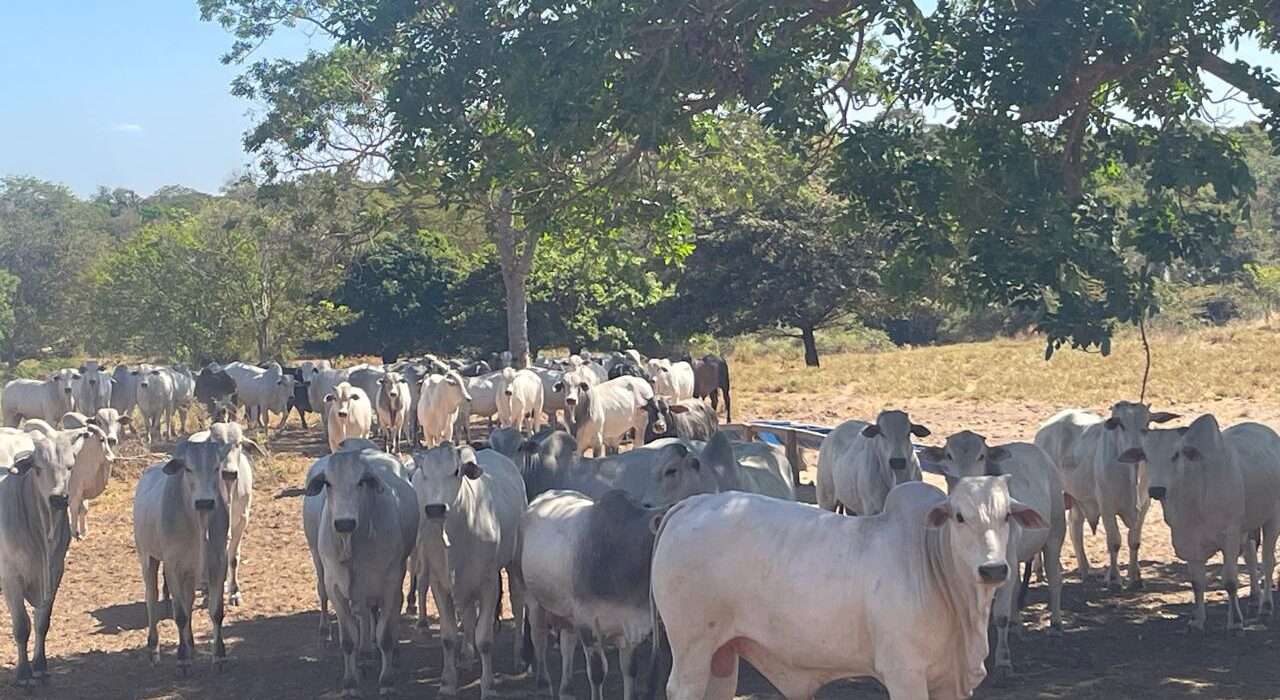 Alta da oferta e aceleração dos abates impulsionam exportações de carne bovina brasileira em 2025 agro