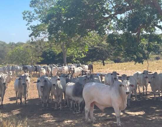 Alta da oferta e aceleração dos abates impulsionam exportações de carne bovina brasileira em 2025 Rio de janeiro