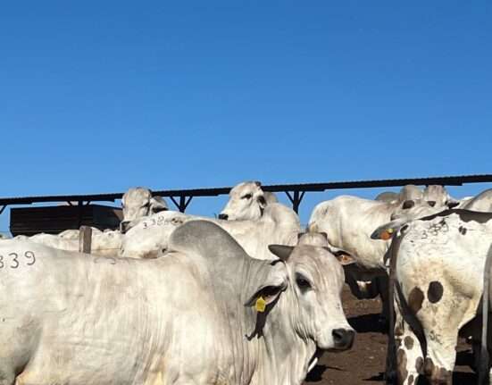 Arroba do boi sobe com oferta restrita e reação do mercado exportador Educação