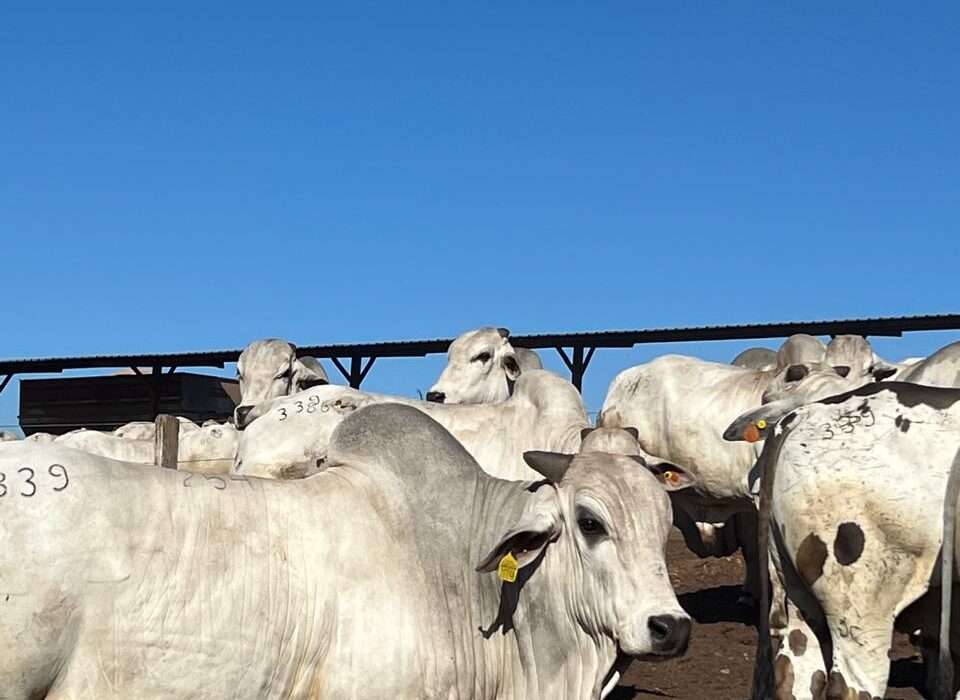 Arroba do boi sobe com oferta restrita e reação do mercado exportador Educação