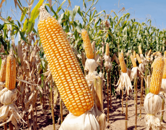 Excesso de chuva no milho aumenta incertezas e pode reduzir área plantada da safrinha no sudoeste goiano agro