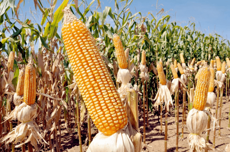 Excesso de chuva no milho aumenta incertezas e pode reduzir área plantada da safrinha no sudoeste goiano agro