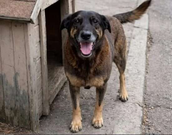 Advogado analisa implicações do caso Orelha Notícias