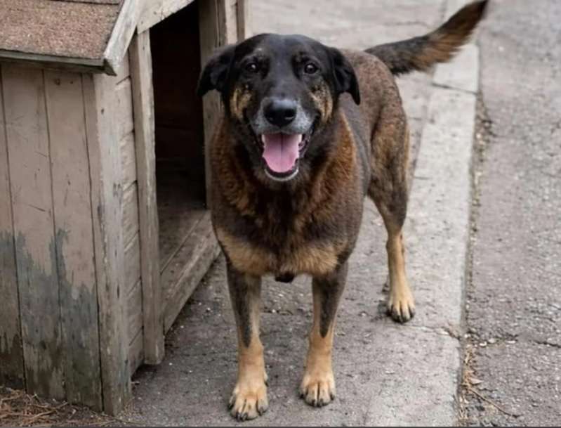 Advogado analisa implicações do caso Orelha Notícias