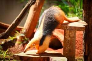 Zoológico de Brasília recebe “Experiência Animal”, exposição imersiva e sensorial inédita Dicas