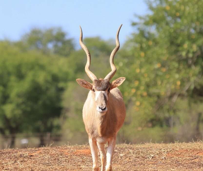 Zoológico de Brasília recebe “Experiência Animal”, exposição imersiva e sensorial inédita Diversão