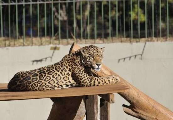 Interatividade e educação ambiental marcam a “Experiência Animal” no Zoo de Brasília Exposição