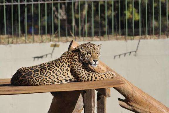 Interatividade e educação ambiental marcam a “Experiência Animal” no Zoo de Brasília Eventos