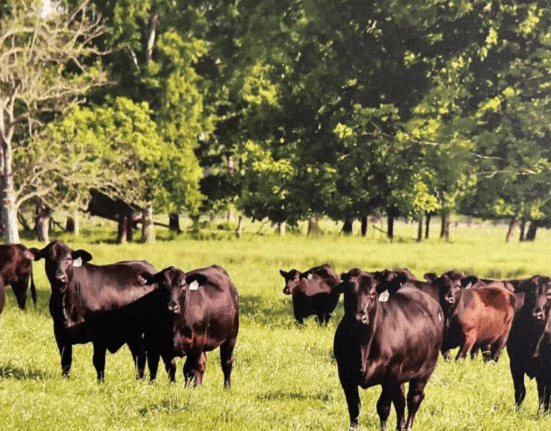 Missão técnica leva produtores brasileiros ao Texas para conhecer modelo norte-americano de produção bovina agro