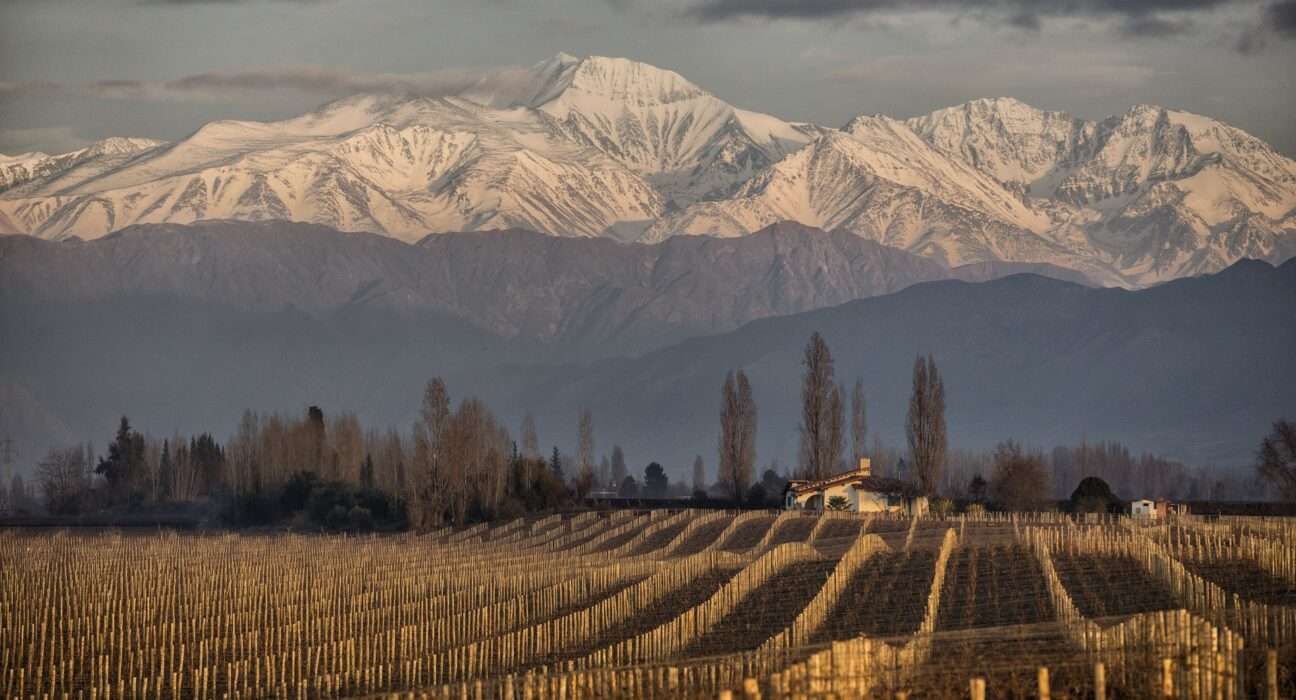 ‘Oscar do vinho’: vinícola argentina premiada mundialmente tem rótulos exclusivos na Decanter Goiânia Gastronomia