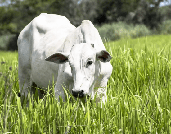 Queda na qualidade do pasto em abril pressiona margens da pecuária de corte agro