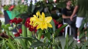 5ª Feira das Orquídeas & Plantas chega em Brasília com entrada gratuita e reúne mais de 15 mil espécies colecionáveis Eventos