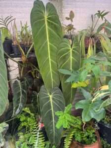 Bazar Estação das Plantas celebra dois anos de exposição com plantas a partir de R$ 2,99 e itens 3Ds exclusivos Eventos