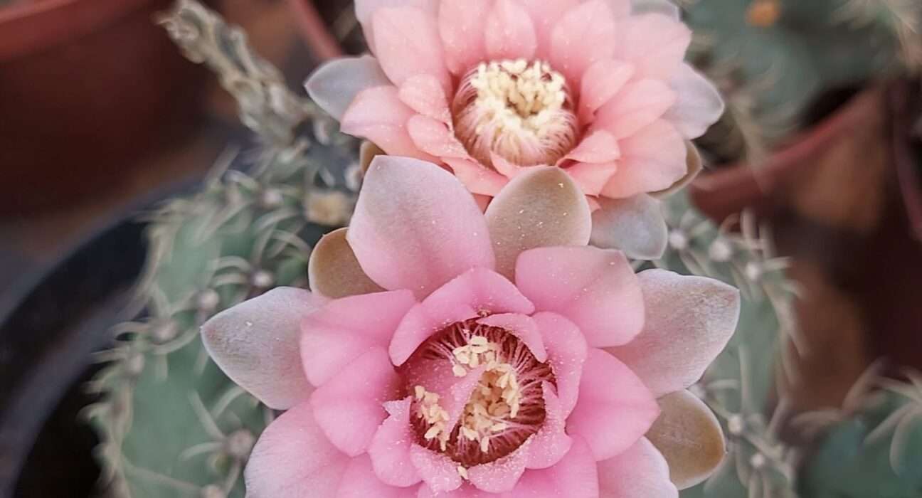 Bazar Estação das Plantas celebra dois anos de exposição com plantas a partir de R$ 2,99 e itens 3Ds exclusivos Eventos