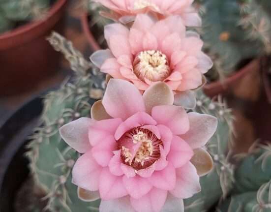 Bazar Estação das Plantas celebra dois anos de exposição com plantas a partir de R$ 2,99 e itens 3Ds exclusivos Dicas