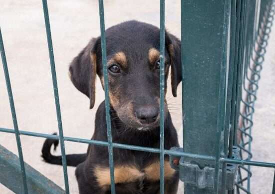 Cinco direitos garantidos aos animais pela legislação brasileira Notícias