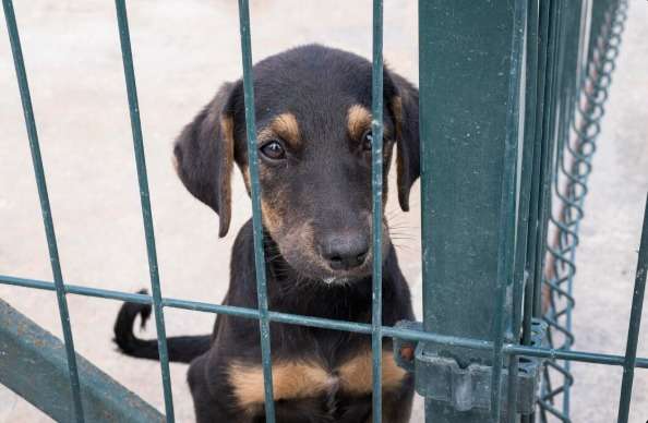 Cinco direitos garantidos aos animais pela legislação brasileira Notícias