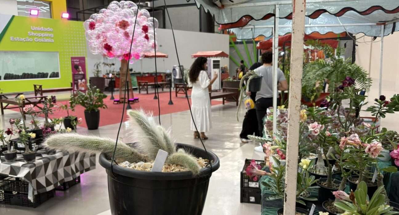 Entre bandeirinhas e flores, feira transforma plantas em protagonistas do Dia dos Namorados Geral