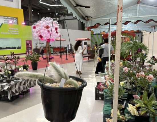 Entre bandeirinhas e flores, feira transforma plantas em protagonistas do Dia dos Namorados Eventos