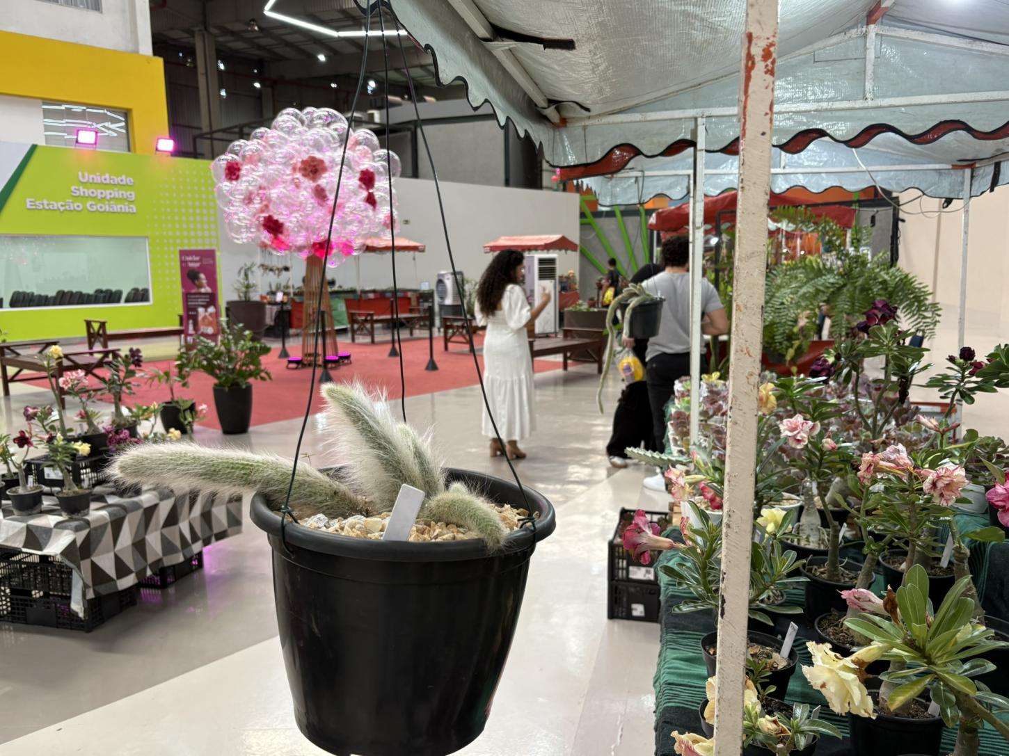 post Entre bandeirinhas e flores, feira transforma plantas em protagonistas do Dia dos Namorados Geral Entre bandeirinhas e flores, feira transforma plantas em protagonistas do Dia dos Namorados Geral