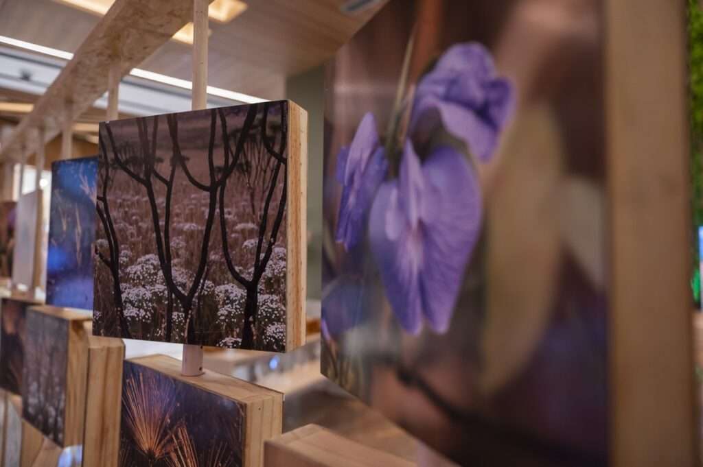 post Exposição “Brasília Cerrado: Uma Ode à Seca” chega ao Manhattan Shopping com experiência inspirada na riqueza do bioma Brasília Cerrado Exposição “Brasília Cerrado: Uma Ode à Seca”