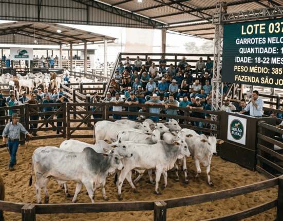 Pesagem dos animais ganha espaço nos leilões e reforça transparência nas negociações da pecuária Música